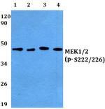 Phospho-MEK1/MEK2 (Ser222, Ser226) Antibody in Western Blot (WB)