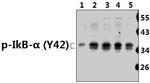 Phospho-IkB alpha (Tyr42) Antibody in Western Blot (WB)