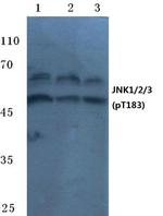 Phospho-JNK1/JNK2/JNK3 (Thr183) Antibody in Western Blot (WB)