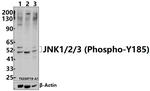 Phospho-JNK1/JNK2/JNK3 (Tyr185) Antibody in Western Blot (WB)