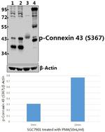 Phospho-Connexin 43 (Ser367) Antibody in Western Blot (WB)