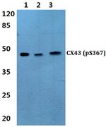 Phospho-Connexin 43 (Ser367) Antibody in Western Blot (WB)