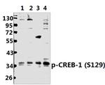 Phospho-CREB (Ser129) Antibody in Western Blot (WB)