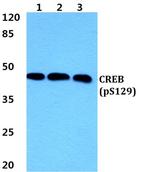 Phospho-CREB (Ser129) Antibody in Western Blot (WB)