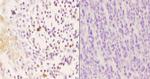 Phospho-p47phox (Ser370) Antibody in Immunohistochemistry (Paraffin) (IHC (P))