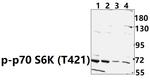 Phospho-p70 S6 Kinase (Thr421) Antibody in Western Blot (WB)