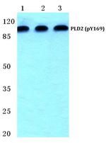 Phospho-PLD2 (Tyr169) Antibody in Western Blot (WB)