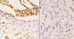 Phospho-SMAD1 (Ser187) Antibody in Immunohistochemistry (Paraffin) (IHC (P))