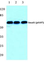 Phospho-SMAD1 (Ser187) Antibody in Western Blot (WB)