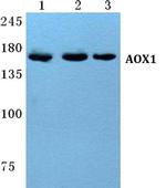 AOX1 Antibody in Western Blot (WB)