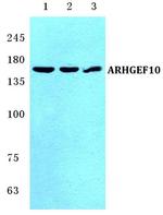 ARHGEF10 Antibody in Western Blot (WB)