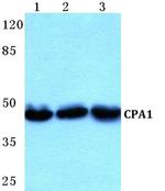 Carboxypeptidase A1 Antibody in Western Blot (WB)