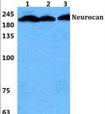 Neurocan Antibody in Western Blot (WB)