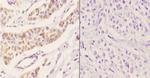 PEX11B Antibody in Immunohistochemistry (Paraffin) (IHC (P))