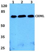 CHML Antibody in Western Blot (WB)