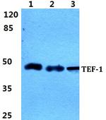 TEF1 Antibody in Western Blot (WB)