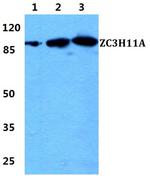 ZC3H11A Antibody in Western Blot (WB)