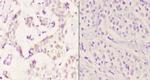 PTGR2 Antibody in Immunohistochemistry (Paraffin) (IHC (P))