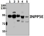 INPP5E Antibody in Western Blot (WB)