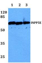 INPP5E Antibody in Western Blot (WB)