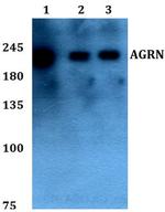 Agrin Antibody in Western Blot (WB)