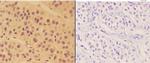 ALDH3B2 Antibody in Immunohistochemistry (Paraffin) (IHC (P))