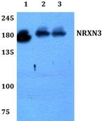 NRXN3 Antibody in Western Blot (WB)