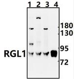 RGL1 Antibody in Western Blot (WB)