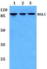 RGL1 Antibody in Western Blot (WB)