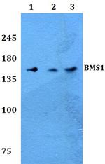 BMS1 Antibody in Western Blot (WB)