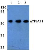 ATP6AP1 Antibody in Western Blot (WB)