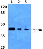 Opticin Antibody in Western Blot (WB)