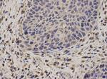 NCF2 Antibody in Immunohistochemistry (Paraffin) (IHC (P))