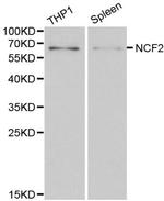 NCF2 Antibody in Western Blot (WB)