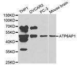 ATP6AP1 Antibody in Western Blot (WB)