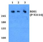 Phospho-ROS1 (Tyr2114) Antibody in Western Blot (WB)