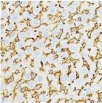 CHI3L1 Antibody in Immunohistochemistry (Paraffin) (IHC (P))