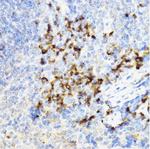 CHI3L1 Antibody in Immunohistochemistry (Paraffin) (IHC (P))