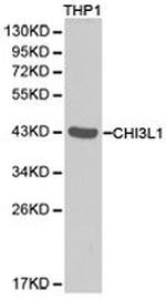 CHI3L1 Antibody in Western Blot (WB)