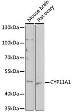 CYP11A1 Antibody in Western Blot (WB)