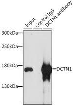 Dynactin 1 Antibody in Immunoprecipitation (IP)