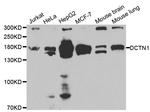 Dynactin 1 Antibody in Western Blot (WB)