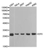 eIF6 Antibody in Western Blot (WB)