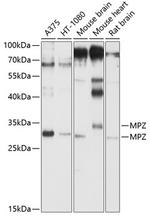 MPZ Antibody in Western Blot (WB)