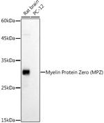 MPZ Antibody in Western Blot (WB)