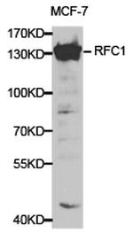 RFC1 Antibody in Western Blot (WB)