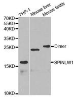 SPINLW1 Antibody in Western Blot (WB)