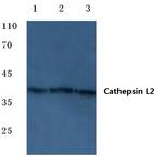 Cathepsin V Antibody in Western Blot (WB)