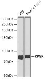 RPGR Antibody in Western Blot (WB)