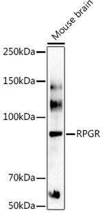 RPGR Antibody in Western Blot (WB)